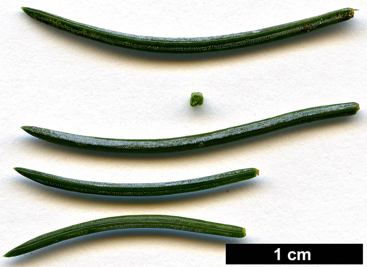 High resolution image: Family: Pinaceae - Genus: Picea - Taxon: alcoquiana - SpeciesSub: var. reflexa High resolution image: Family: Pinaceae - Genus: Picea - Taxon: alcoquiana - SpeciesSub: var. reflexa